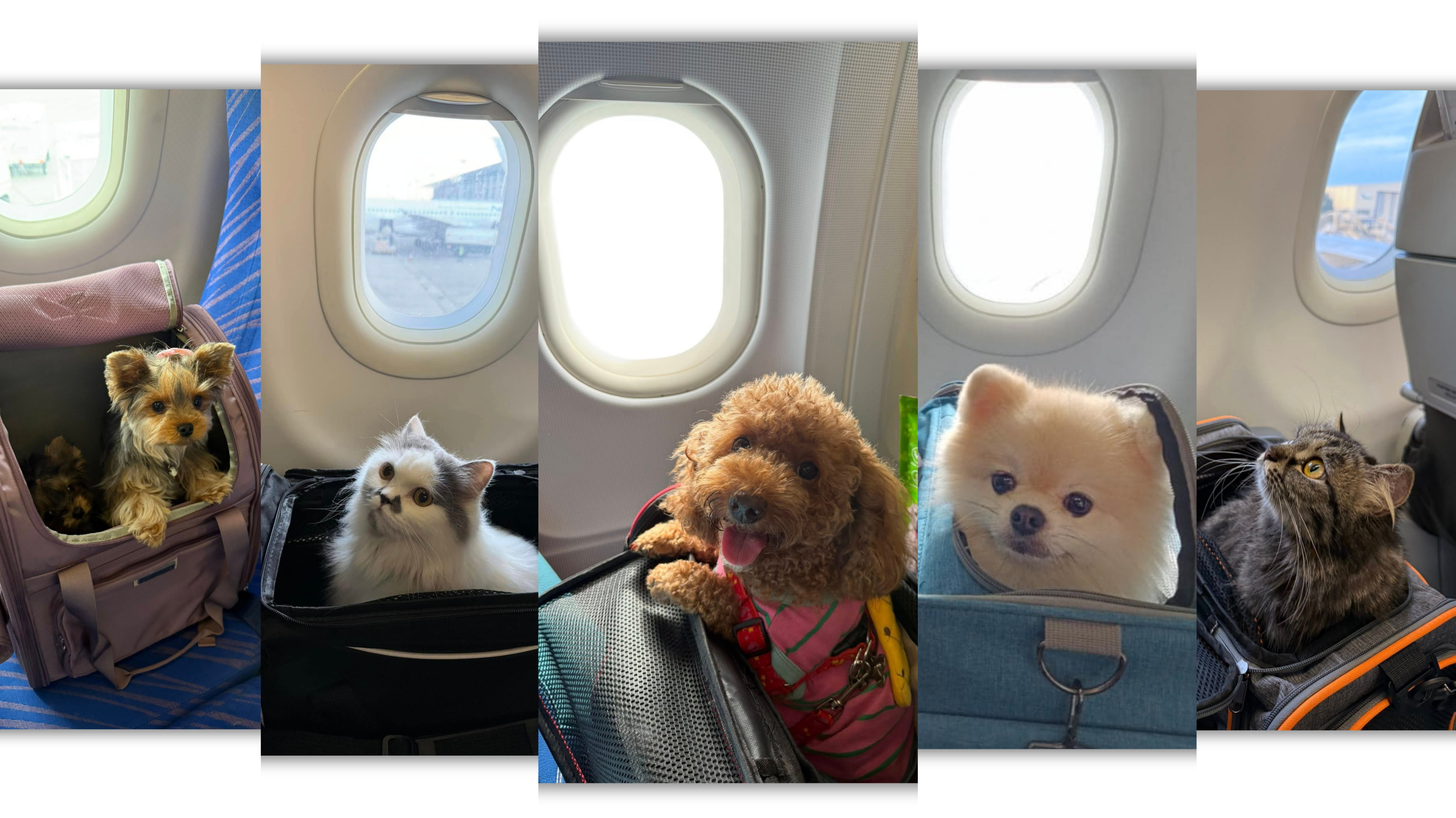 Pet Travel